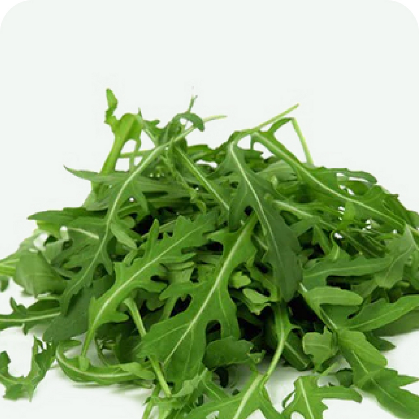 ARUGULA